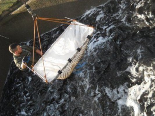 Un arădean vrea să producă mezeluri din somn răpitor african